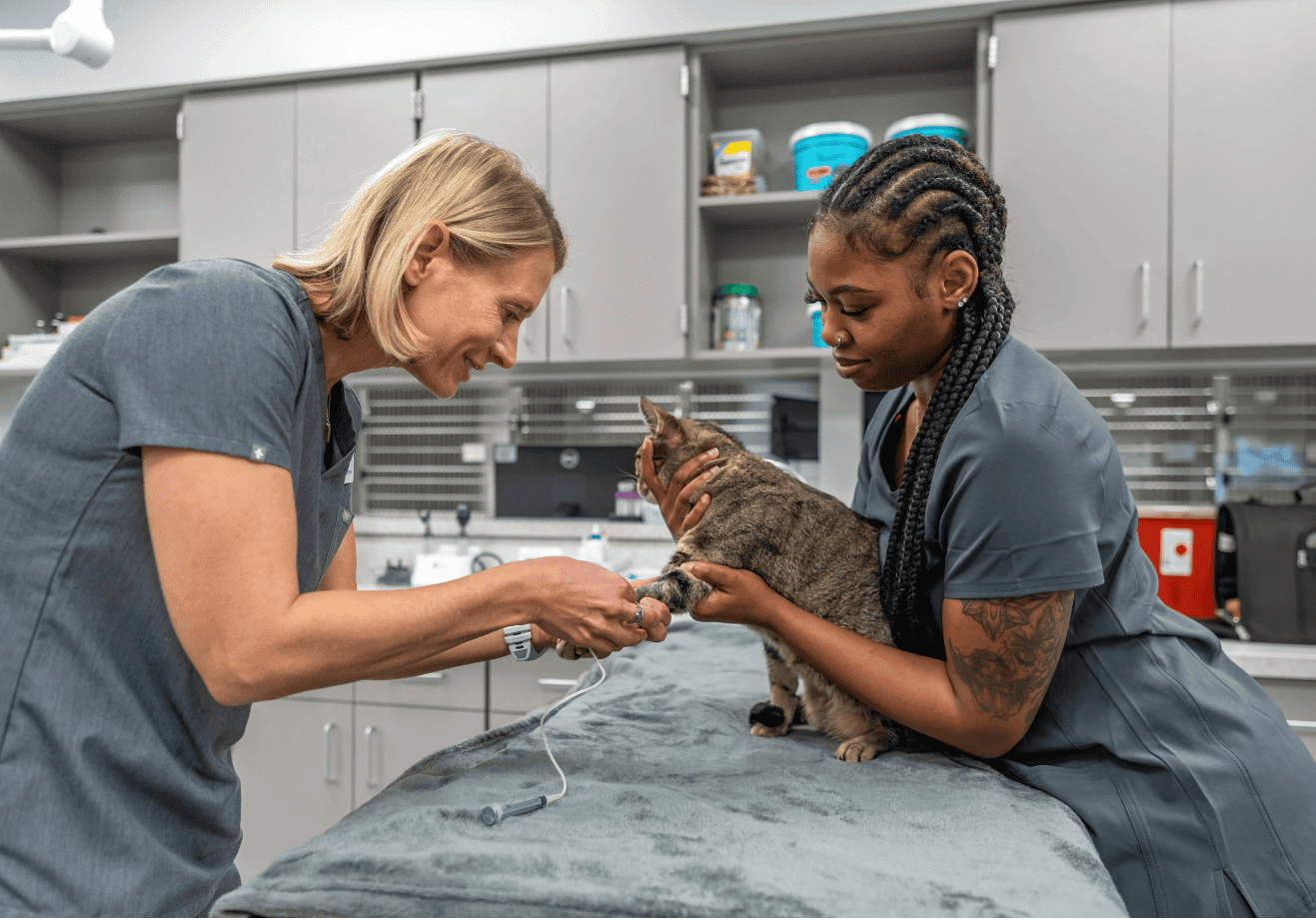 Dr. Tania working with vet assistant to exam cat